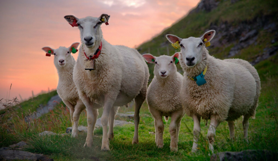 來自社交媒體的圖片如何幫你在網(wǎng)絡上脫穎而出